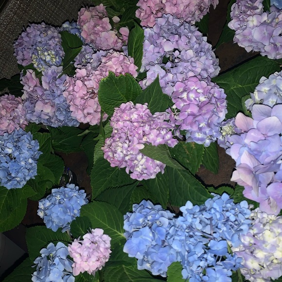 Meet your Posher, D - Picture 1 of 1